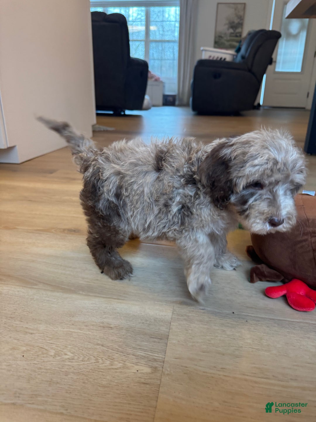 Mini Goldendoodle dogs for sale: Teddy - Ad 4