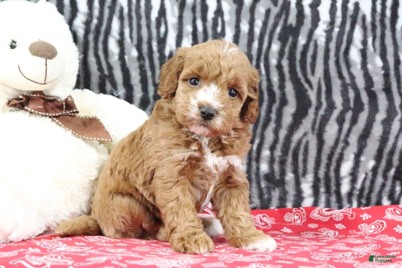 Mini Goldendoodle dogs Bella - Ad 1