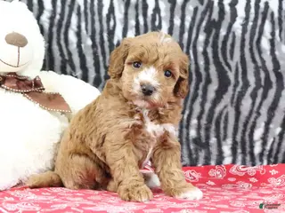 Mini Goldendoodle dogs for sale: Bella - Ad 3
