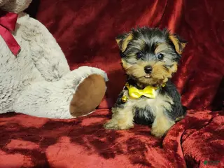 Miniature Dachshund dogs POPPY - Ad 9