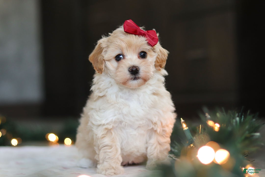 Havapoo dogs for sale: Sage - Ad 2