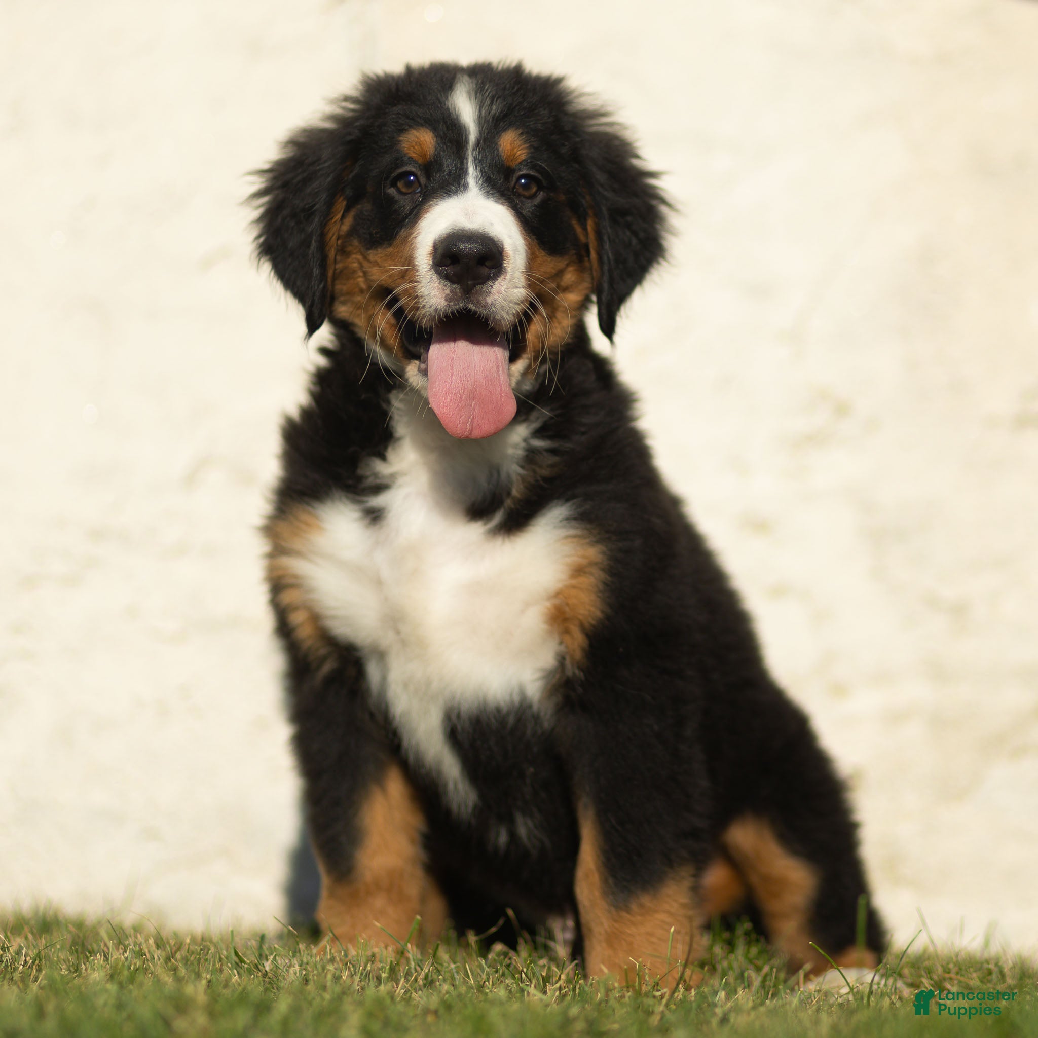 Bernese Mountain Dog dogs Jasper Bernese Mountain Dog  - Ad 1