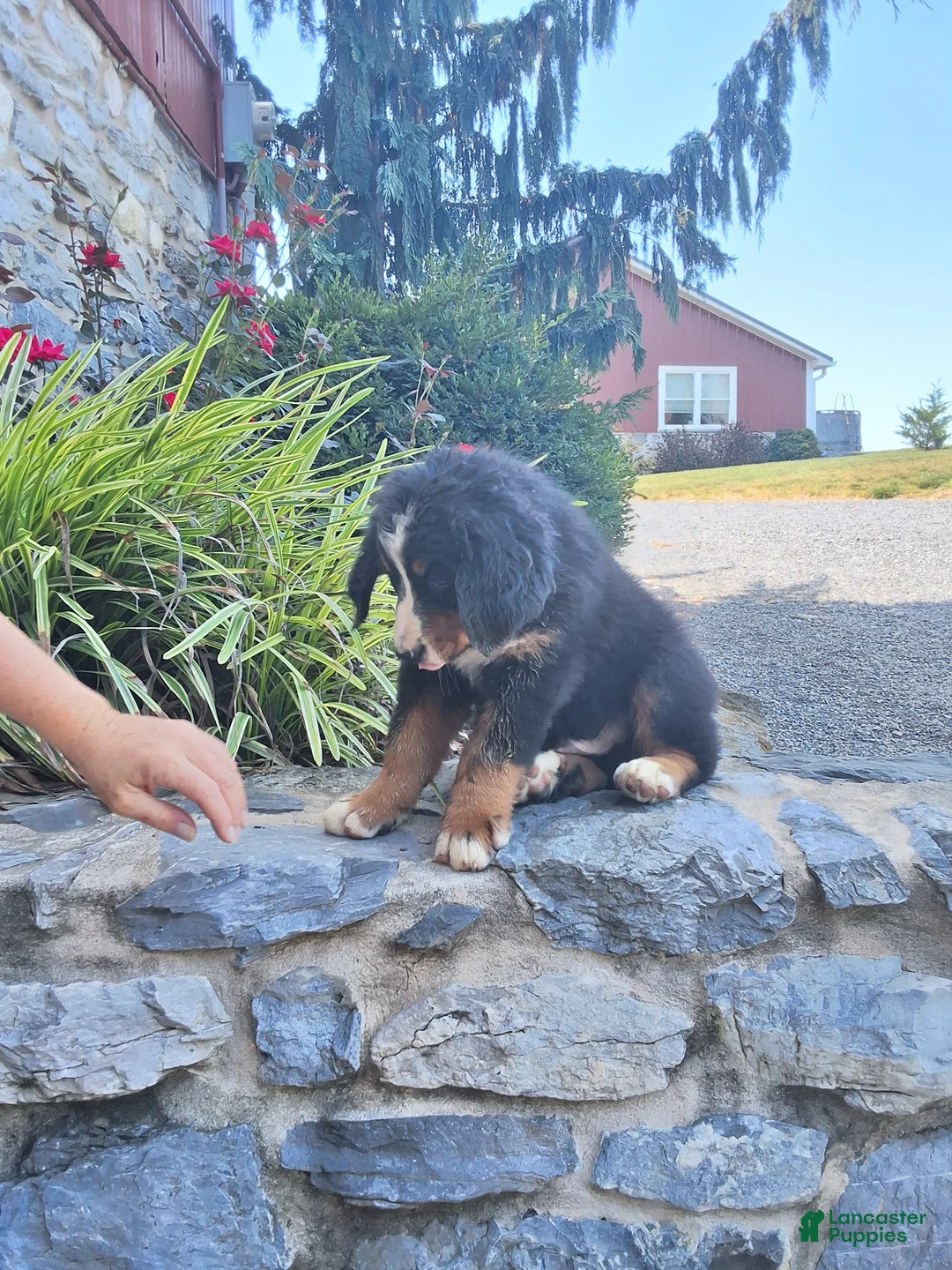 Bernese Mountain Dog dogs for sale: Bernese Mountain Dog 2 - Ad 1