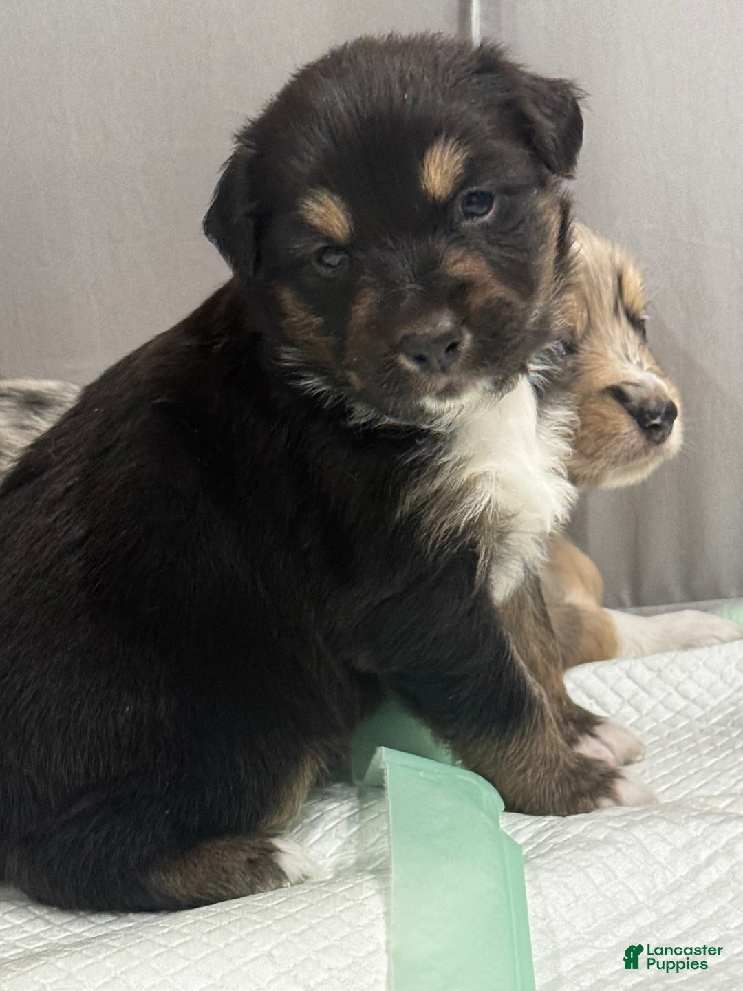 Australian Shepherd dogs for sale: Australian Shepherd Puppy 4 - Ad 12