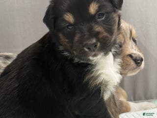 Australian Shepherd dogs Australian Shepherd Puppy 1 - Ad 13