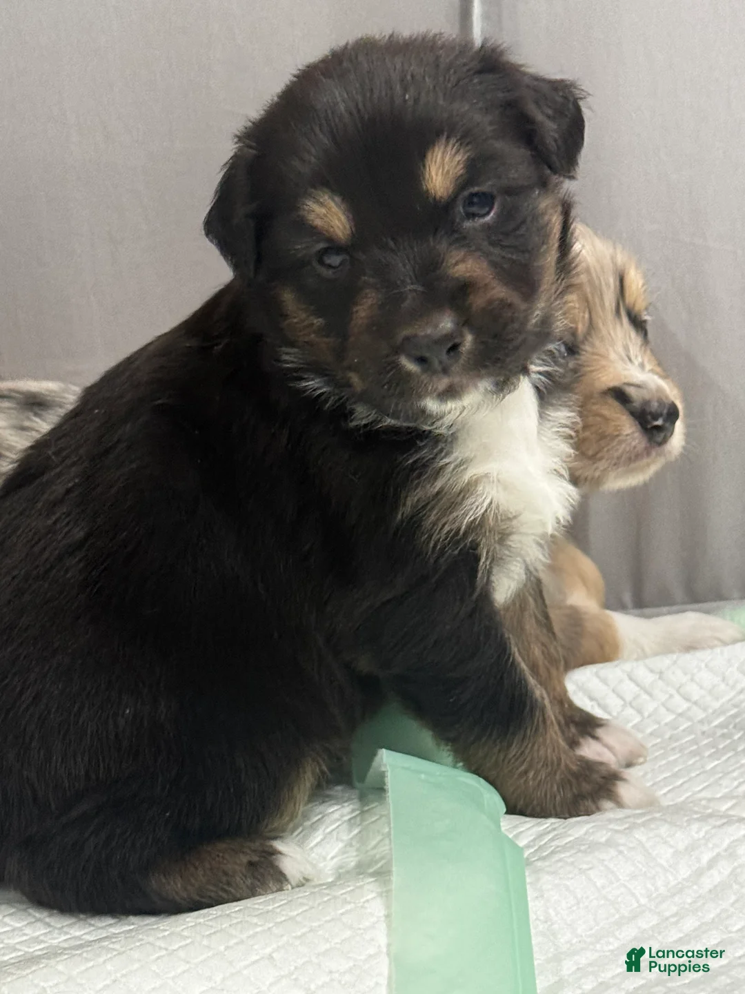 Australian Shepherd dogs for sale: Australian Shepherd Puppy 2 - Ad 12