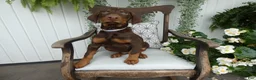 Doberman Pinscher dogs for sale: Doberman Pinscher 1 Sabrina - Ad 7