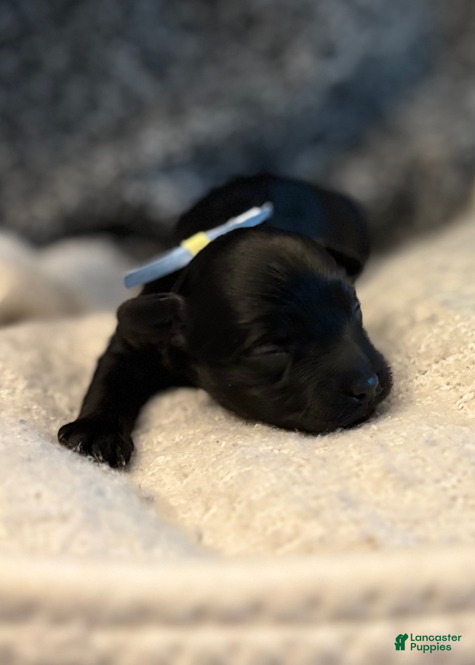 Yorkiepoo dogs Ringo - Ad 2