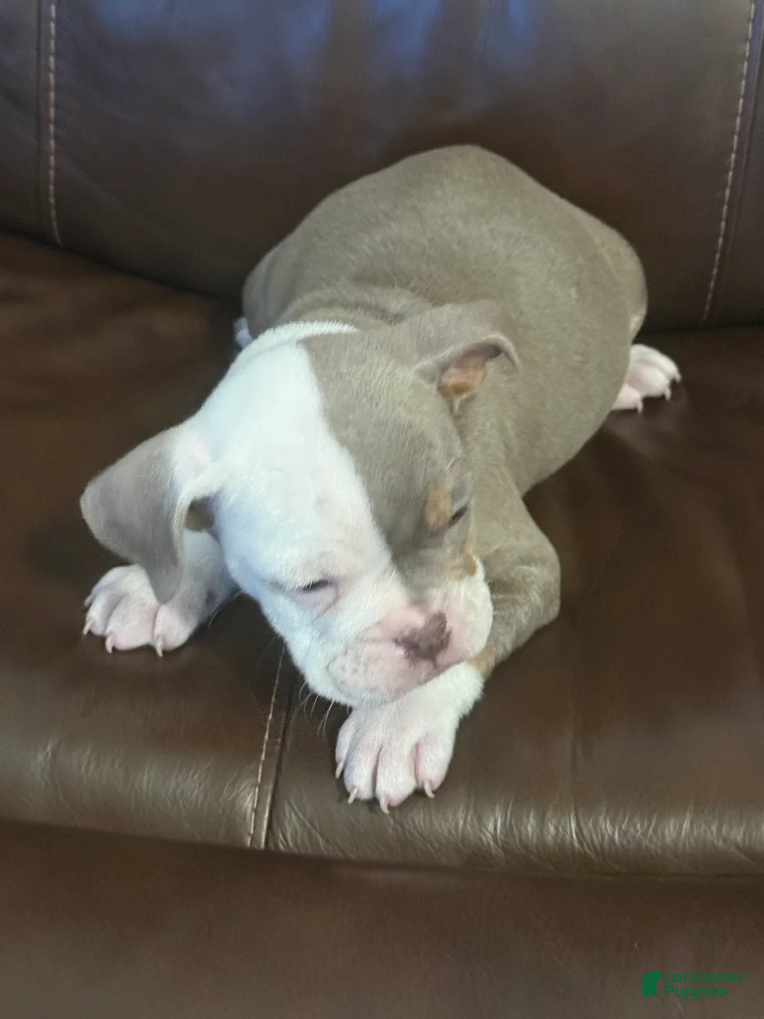 Olde English Bulldogge dogs for sale: Tri Lilac  - Ad 2