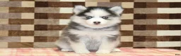 Pomsky dogs for sale: Indy - Ad 3