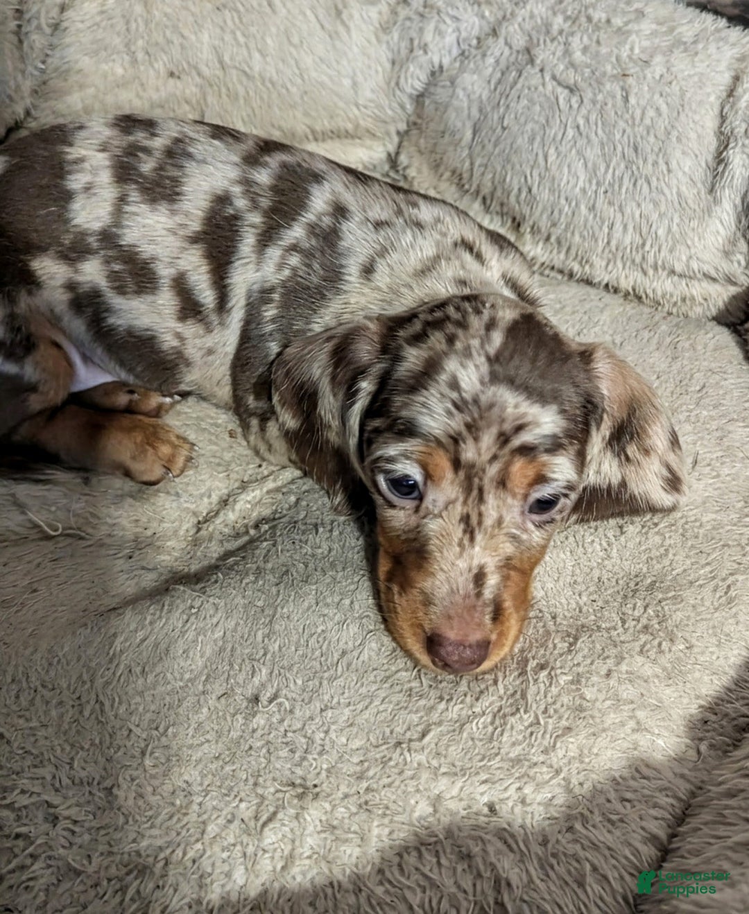 Miniature Dachshund dogs for sale: Smores - Ad 4
