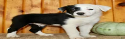 Border Collie dogs for sale: King - Ad 1