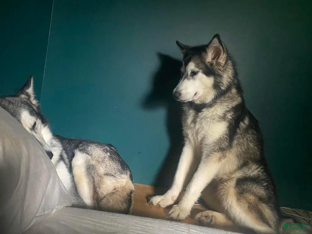 Gallery Image {{count}}