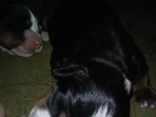 Bernese Mountain Dog dogs maggie - Ad 11