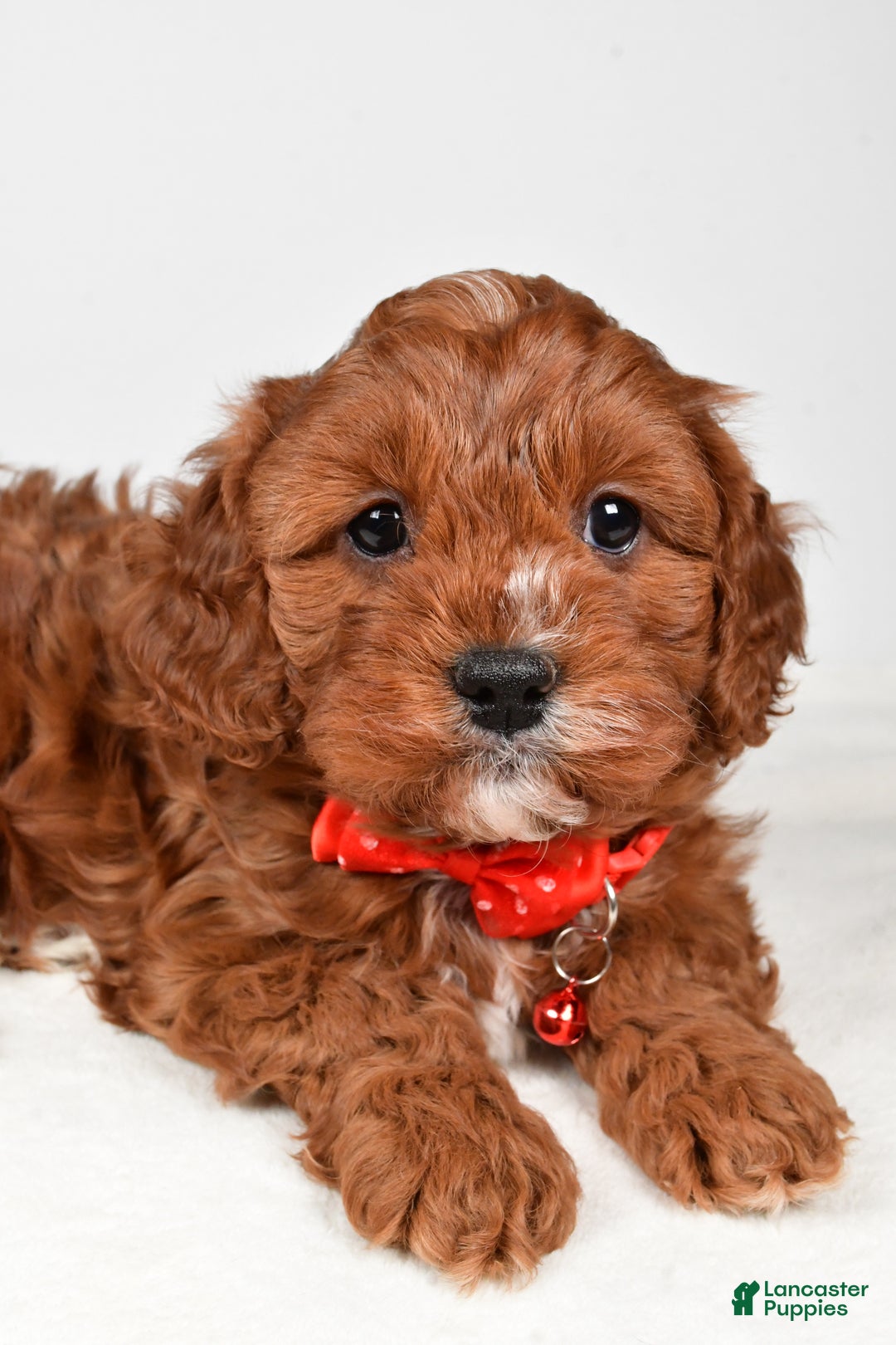 Cavapoo dogs for sale: Jack - Ad 3