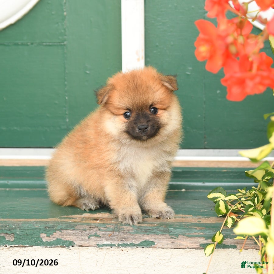 Pomeranian dogs Max - Ad 2