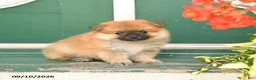 Pomeranian dogs for sale: Max - Ad 2