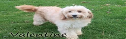 Mini Goldendoodle dogs for sale: Vicky - Ad 6