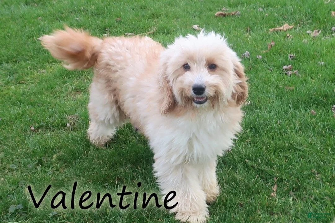 Mini Goldendoodle dogs for sale: Vicky - Ad 6