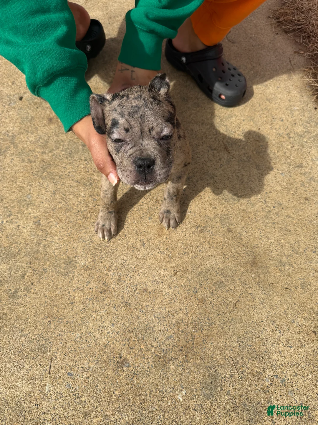 Mixed Breed dogs for sale: Mixed Breed Puppy 7 - Ad 1