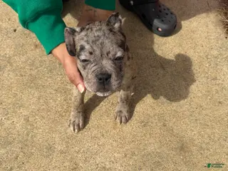 Mixed Breed dogs Mixed Breed Puppy 7 - Ad 17