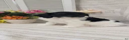 Cockapoo dogs for sale: Syria  - Ad 7