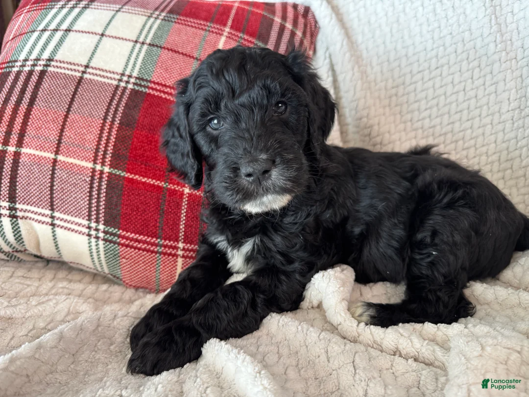 Goldendoodle dogs for sale: 🐾 Rumi – Brave, Curious & Ready for Adventure 🐾 - Ad 2