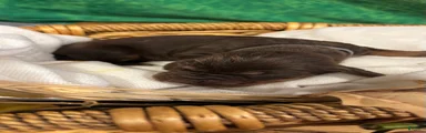 Grey collar male
