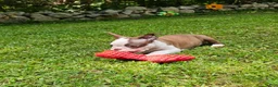 Boston Terrier dogs for sale: Boston Terrier 1 - Ad 7