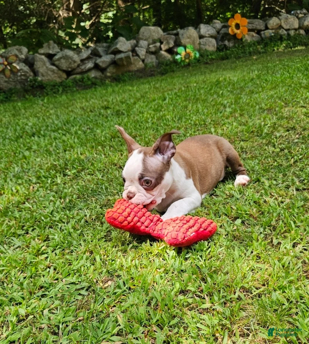 Boston Terrier dogs for sale: Boston Terrier 1 - Ad 7
