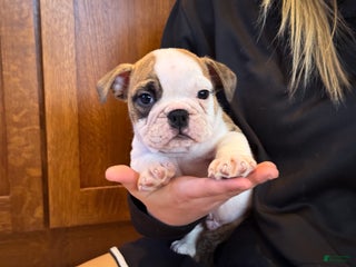 English Bulldog dogs Charlie - Ad 37