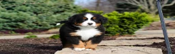 Bernese Mountain Dog dogs for sale: Charlie - Ad 6