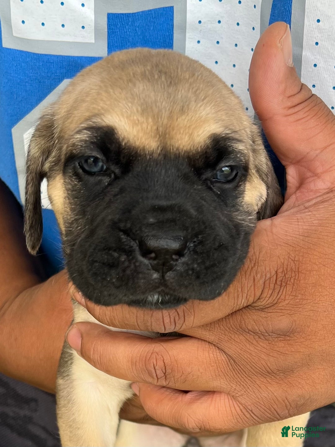 Akc Champion Champion Cane Corso Puppies For Sale Kennel Club Cane