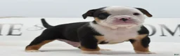Mixed Breed dogs for sale: Diesel - Ad 11