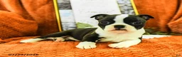 Boston Terrier dogs for sale: Zoe - Ad 3