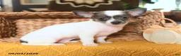 Chihuahua dogs for sale: Chico - Ad 3