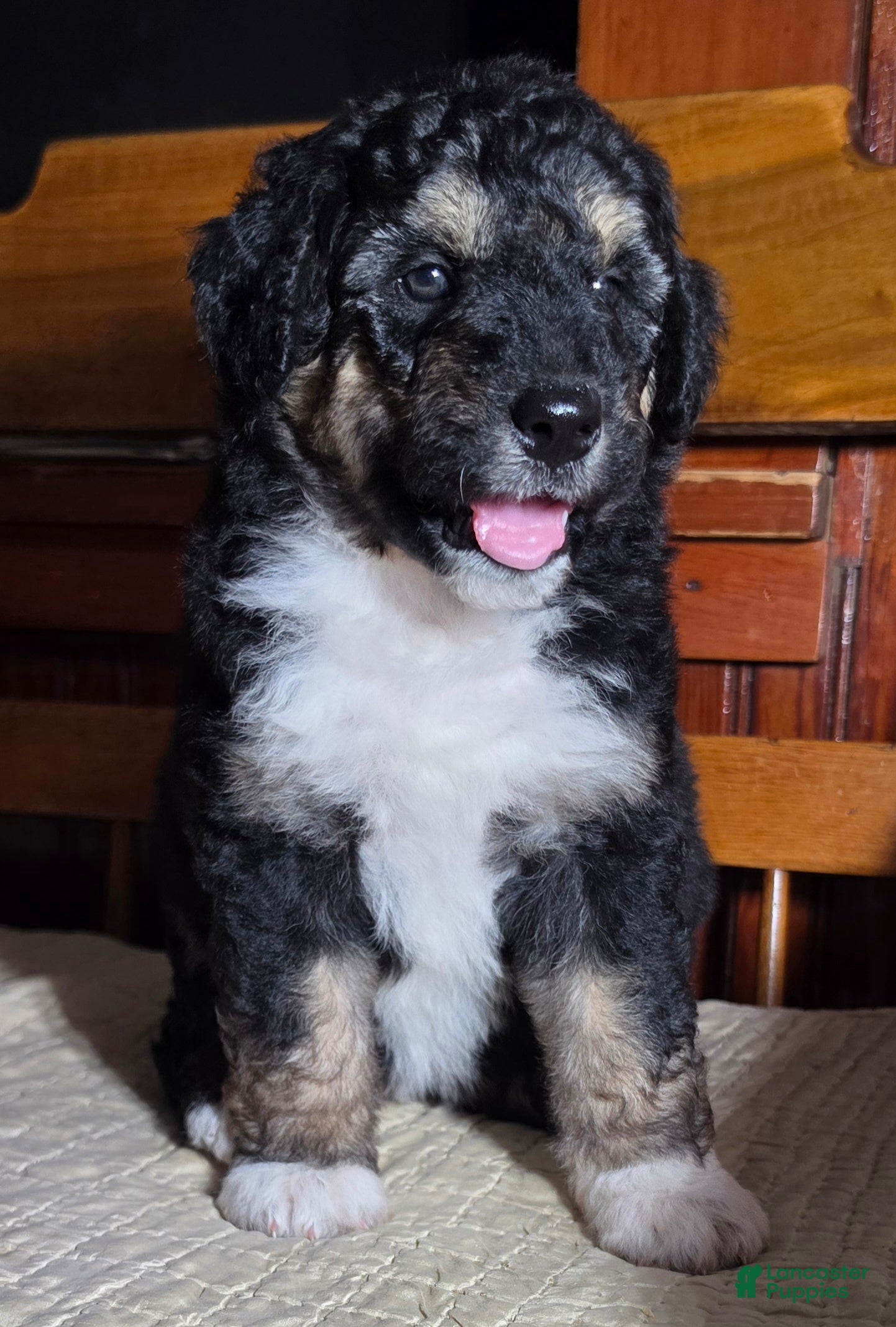 Aussiedoodle dogs RTEATA - Ad 23