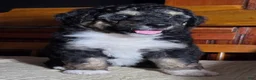 Aussiedoodle dogs for sale: RTEATA - Ad 1