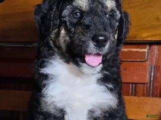 Aussiedoodle dogs RTEATA - Ad 23