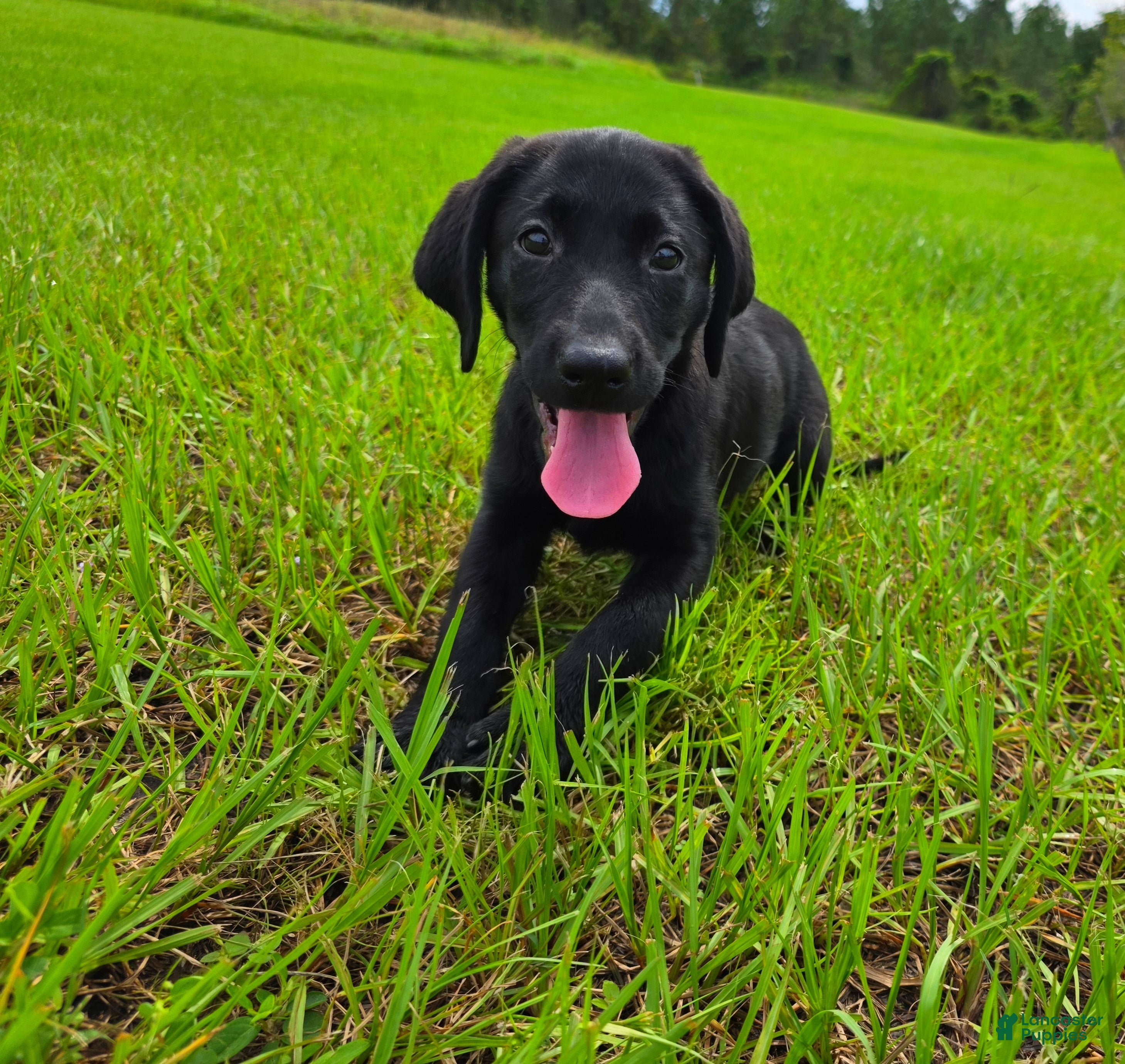Labrador Retriever dogs for sale: Annie - Ad 26