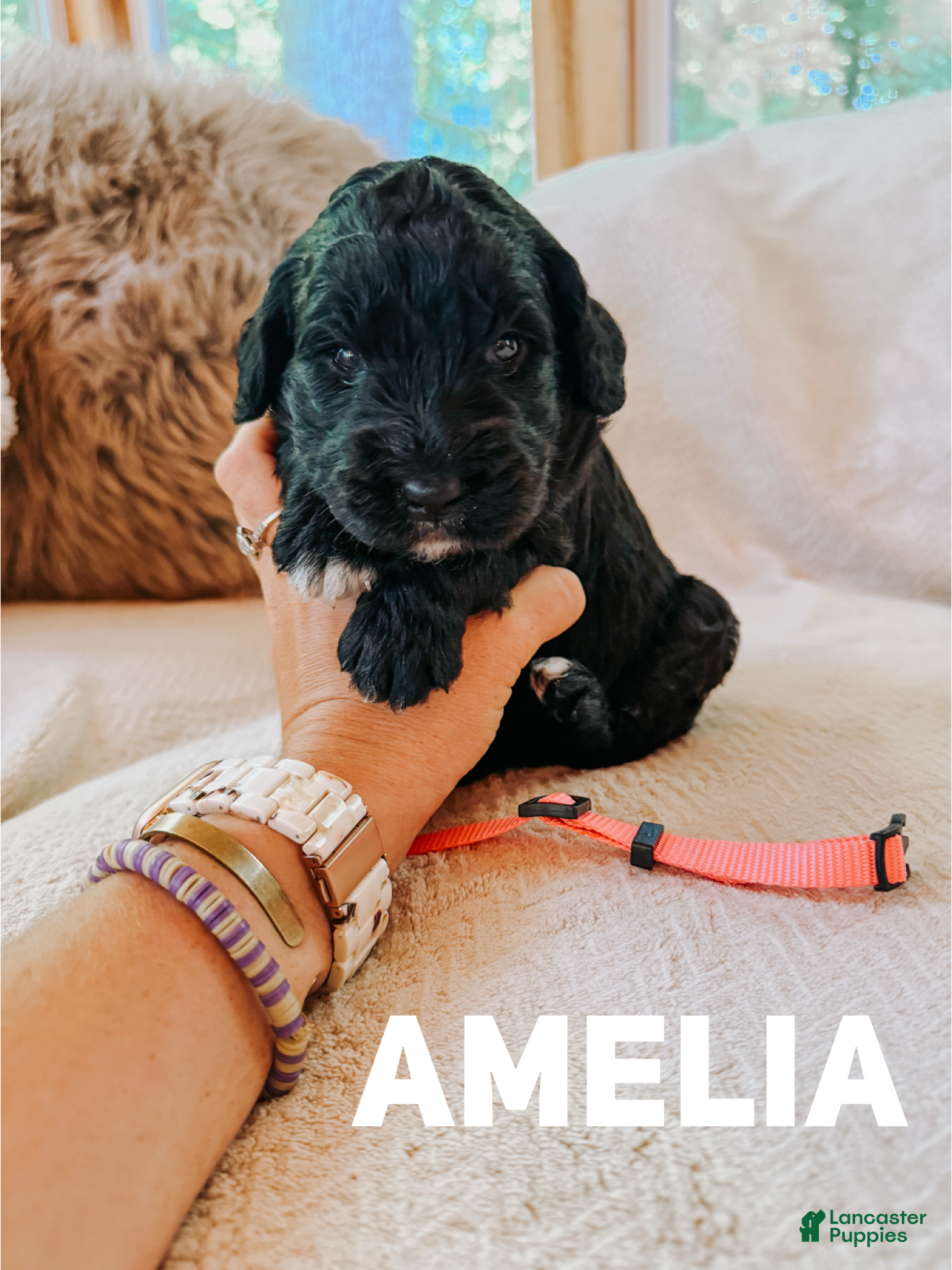Goldendoodle dogs Amelia  - Ad 20