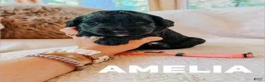 Amelia 