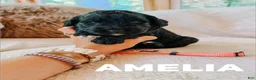 Goldendoodle dogs for sale: Amelia  - Ad 1