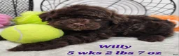 Mini Aussiedoodle dogs for sale: Mini Aussiedoodle Willy - Ad 1