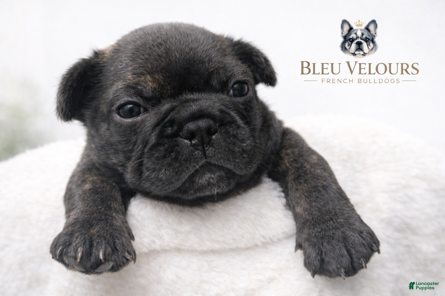 French Bulldog dogs Tyson - Ad 25