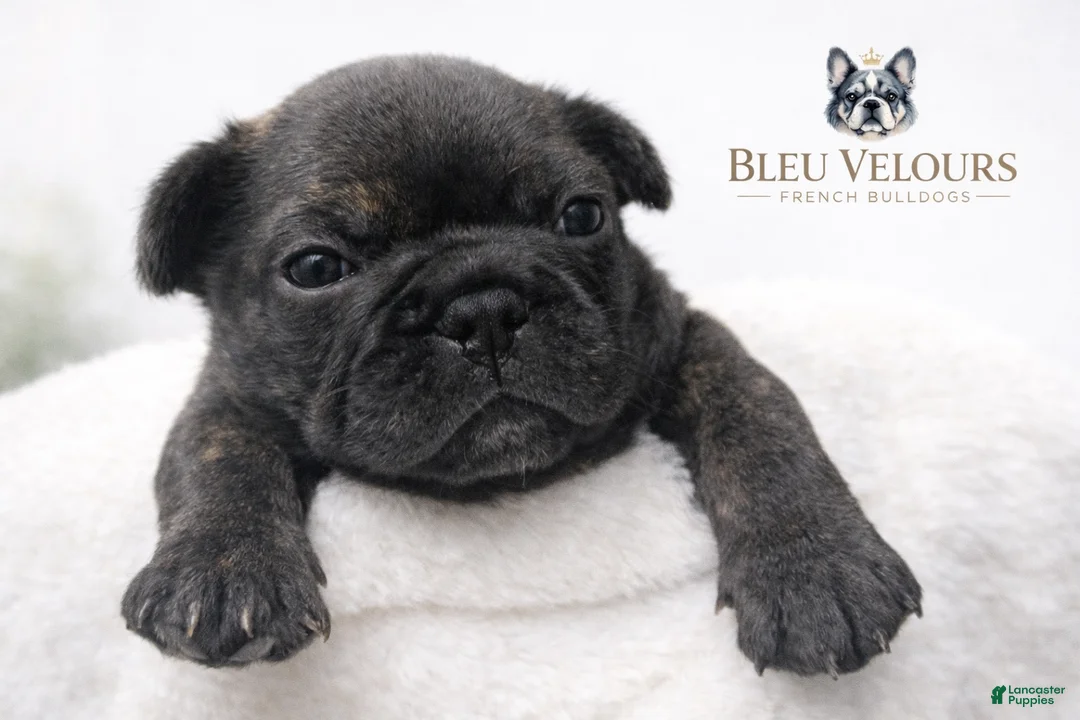 French Bulldog dogs for sale: Tyson - Ad 1