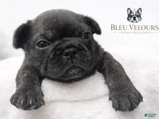 French Bulldog dogs Tyson - Ad 25