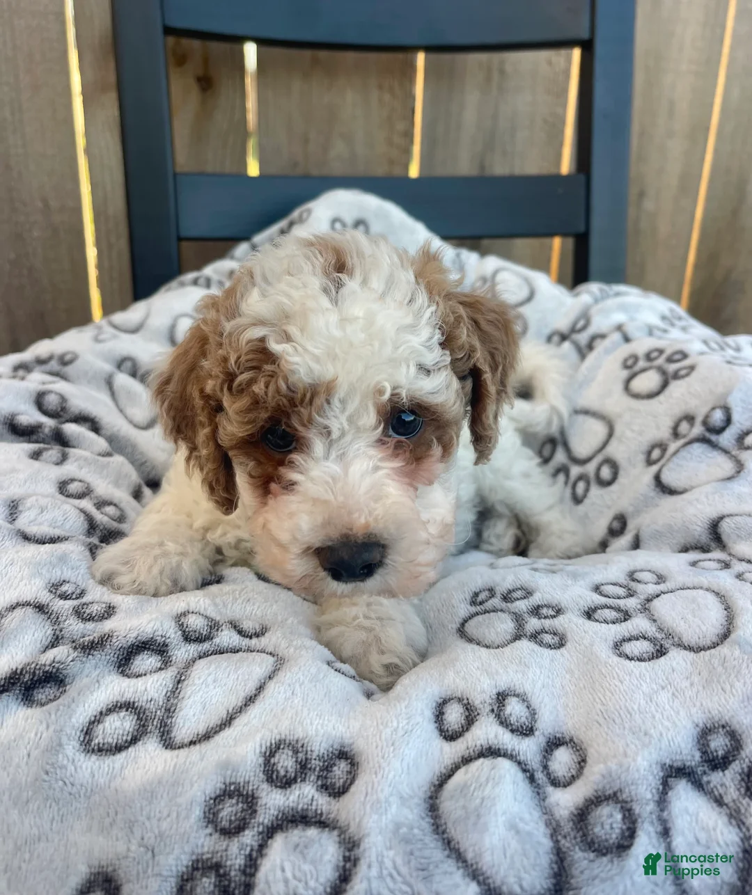 Mini Goldendoodle dogs for sale: Buddy (mini goldendoodle) - Ad 8