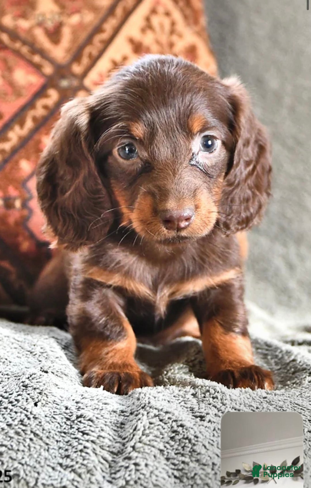 Miniature Dachshund dogs for sale: Miniature Dachshund long Hair Puppy  - Ad 7