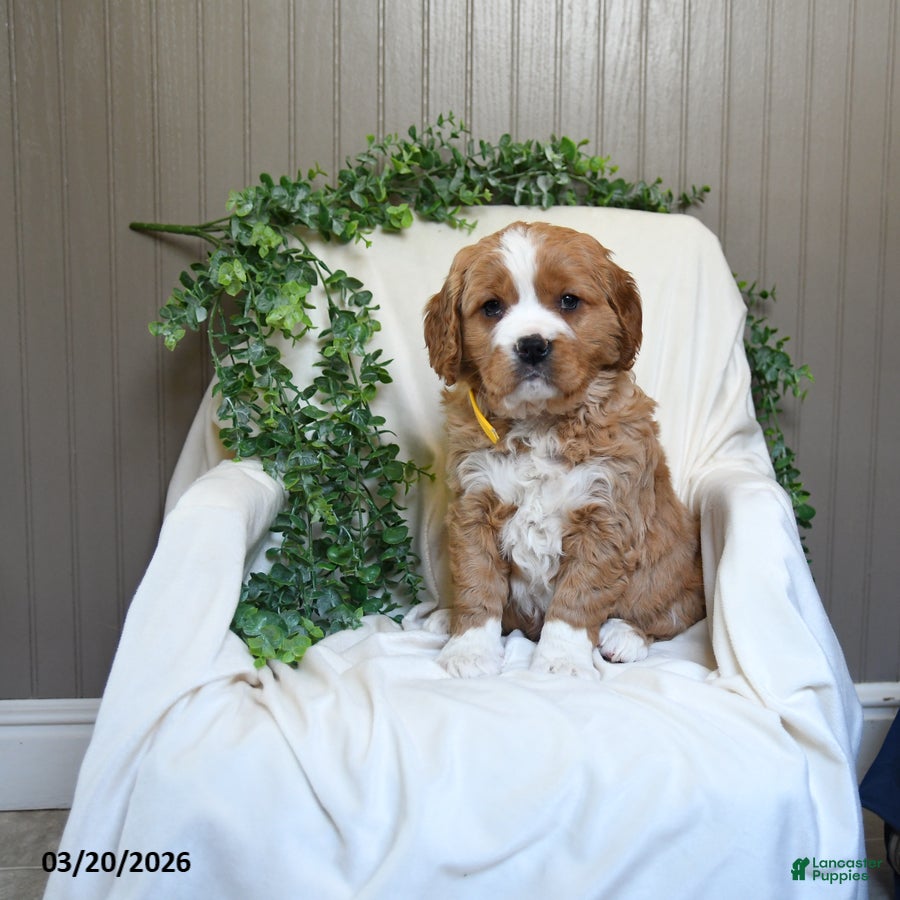 Miniature Golden Retriever dogs Jordan - Ad 1